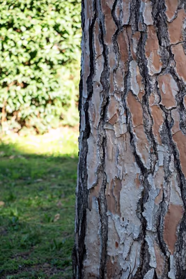 Pine Tree Bark Park photo 2